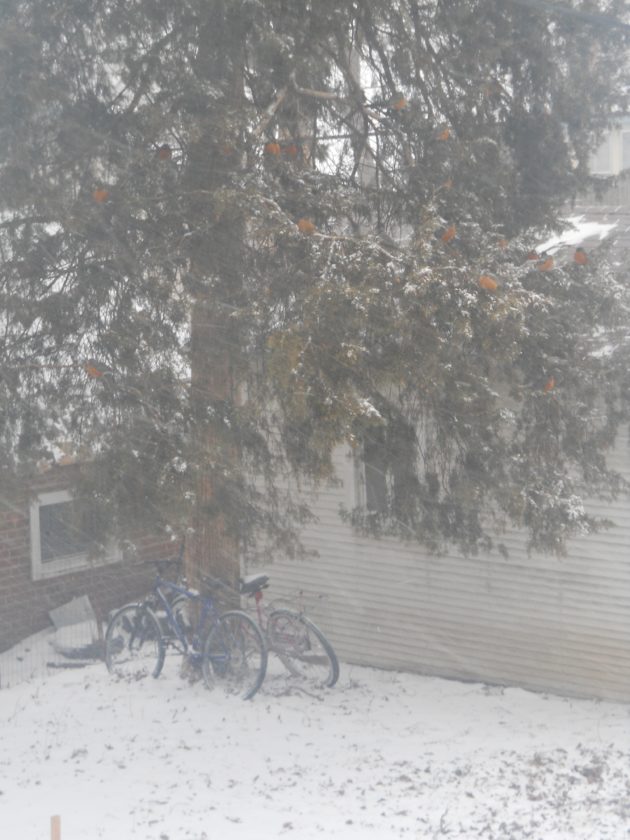 Photo gallery Jan. 31 Feb. 1 winter storm News, Sports, Jobs Lawrence JournalWorld news